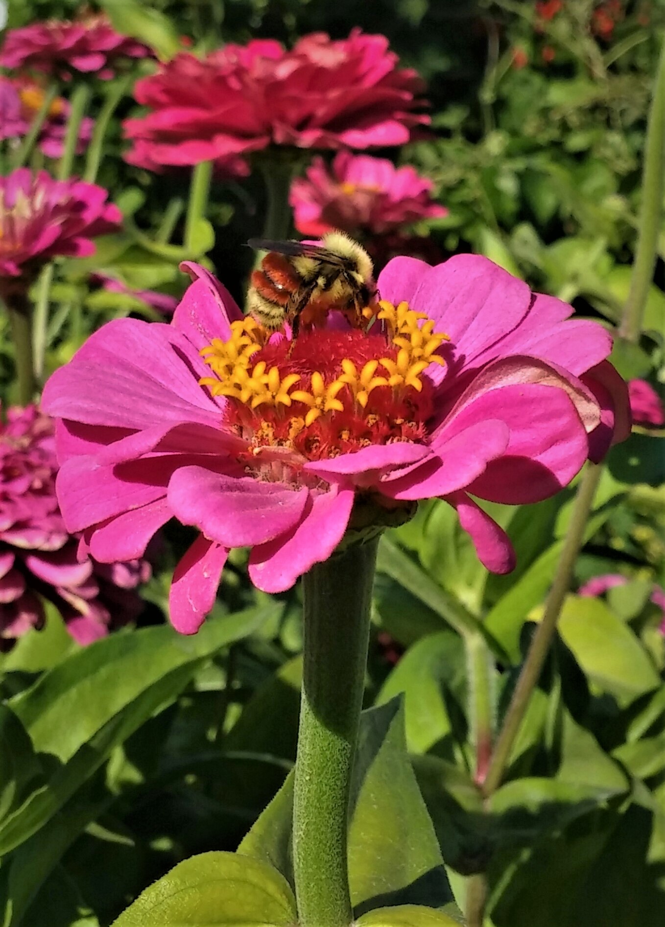 Bee zinnia bumble